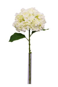 Hydrangea