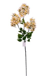 Syringa