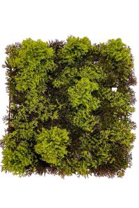 clumps of moss