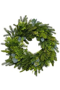 Abies procera