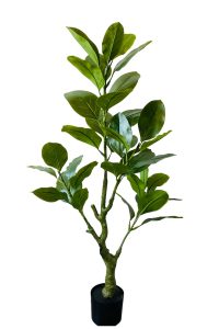 Rubber Tree