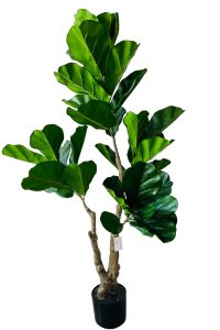 Ficus
