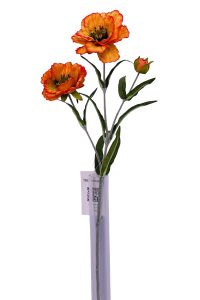 Field Poppy