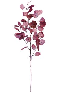 Eucalyptus leaves
