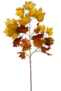 maple leaf branch