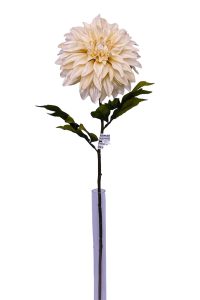 Dahlia