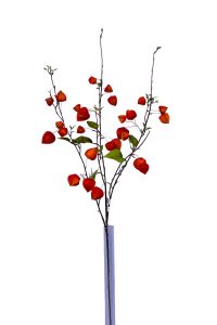 Physalis