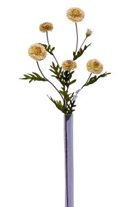 Scabiosa atropurpurea
