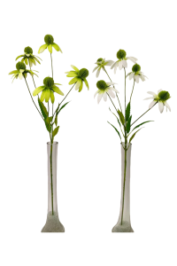 Echinacea bush